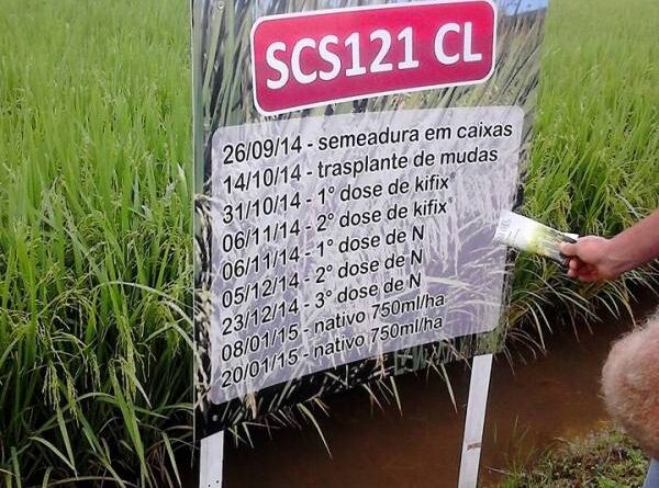 Lançamento arroz SCS 121 CL
