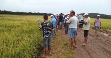 Manhã de Campo do Arroz