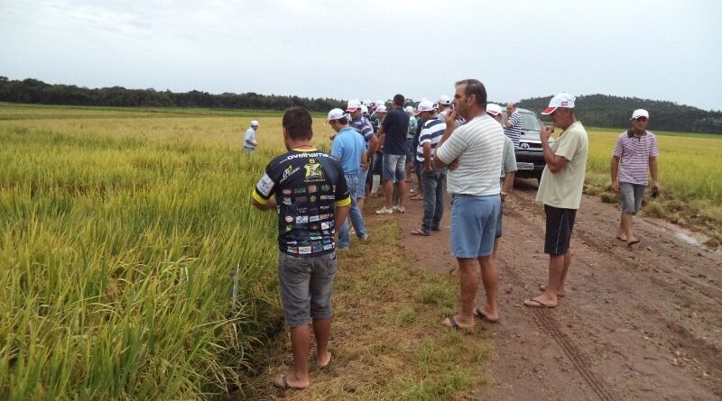 Manhã de Campo do Arroz